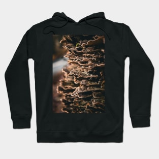 Fungi on tree bark Hoodie